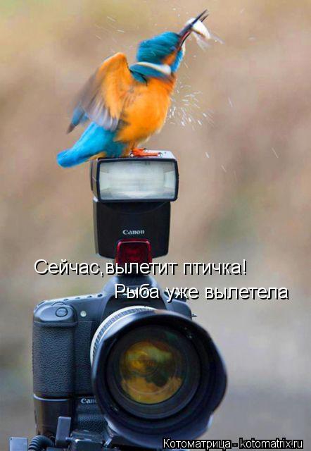Сейчас,вылетит птичка! Рыба уже вылетела... Котоматрица: Сейчас,вылетит птичка! Рыба уже вылетела