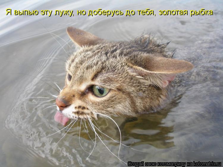 Котоматрица: Я выпью эту лужу, но доберусь до тебя, золотая рыбка