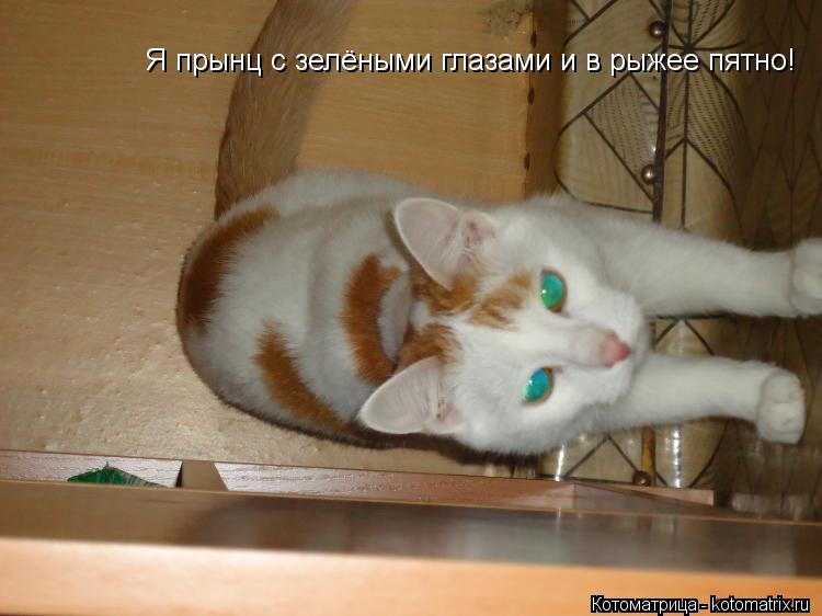 Котоматрица: Я прынц с зелёными глазами и в рыжее пятно!