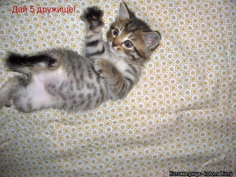 Котоматрица: Дай 5 дружище!