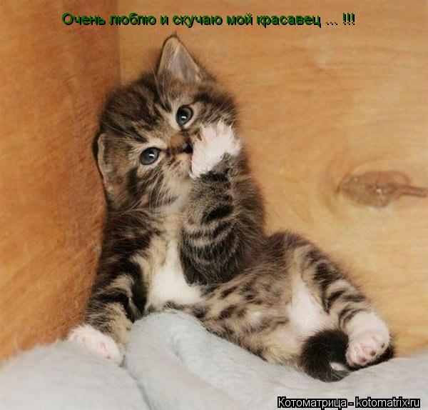 Котоматрица: Очень люблю и скучаю мой красавец ... !!!