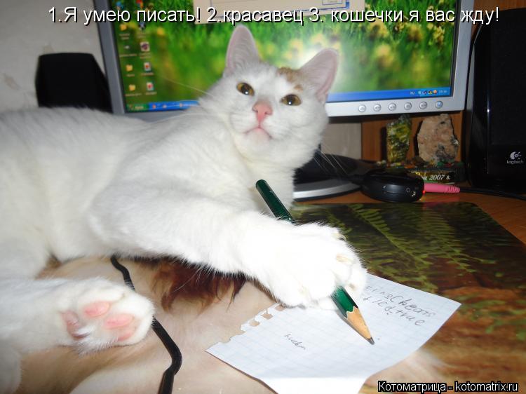 Котоматрица: 1.Я умею писать! 2.красавец 3. кошечки я вас жду!