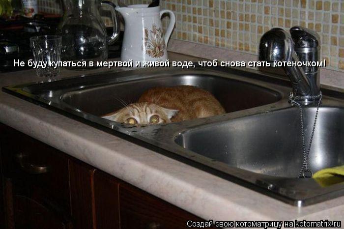 Котоматрица: Не буду купаться в мертвой и живой воде, чтоб снова стать котеночком!
