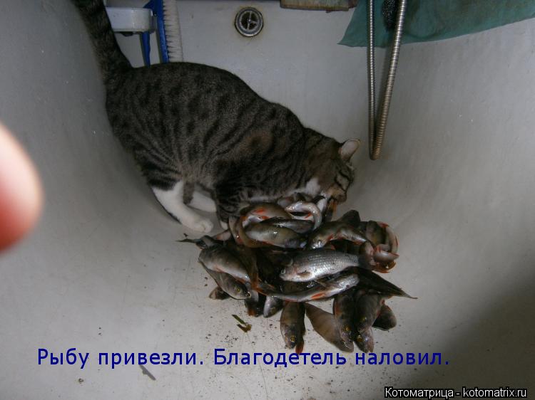 Котоматрица: Рыбу привезли. Благодетель наловил.