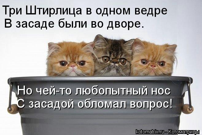 Котоматрица: В засаде были во дворе. Но чей-то любопытный нос С засадой обломал вопрос! Три Штирлица в одном ведре