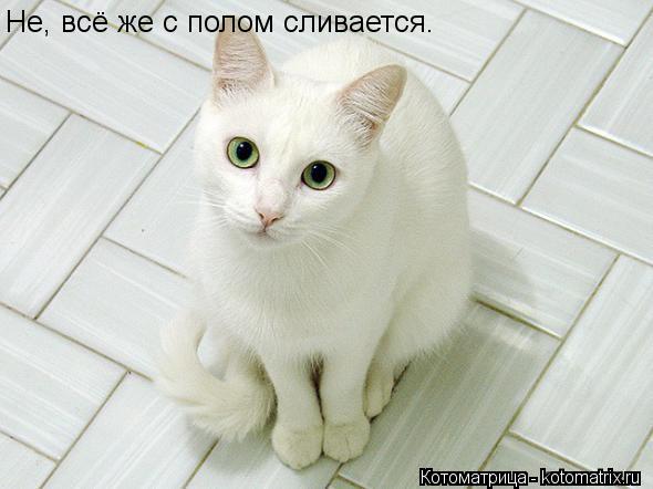 Котоматрица: Не, всё же с полом сливается.