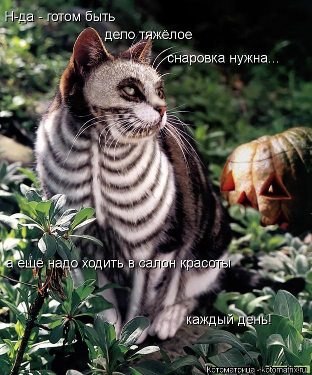Котоматрица: Н-да - готом быть дело тяжёлое снаровка нужна... а ещё надо ходить в салон красоты каждый день!