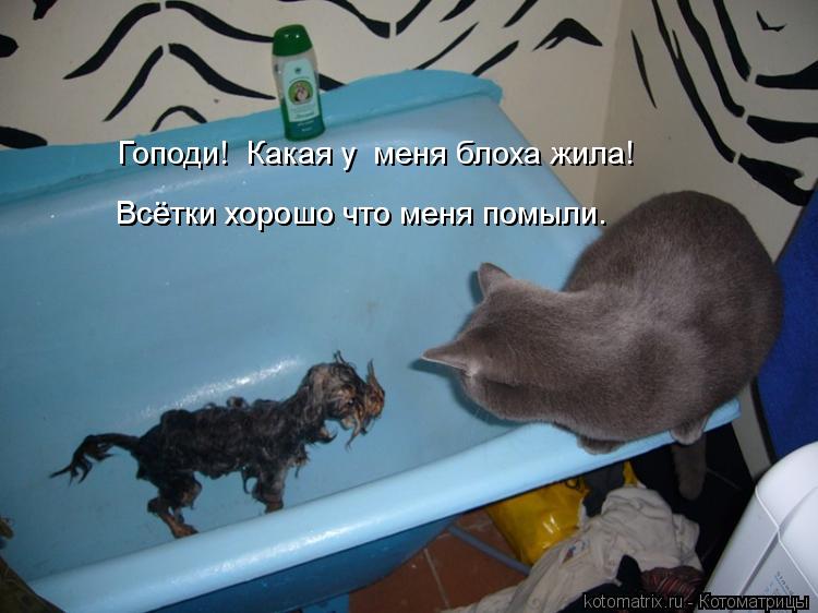 Котоматрица: Гоподи!  Какая у  меня блоха жила! Всётки хорошо что меня помыли. Всётки хорошо что меня помыли.