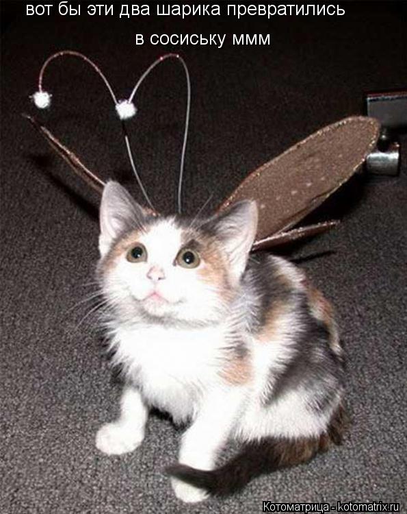 Котоматрица: вот бы эти два шарика превратились  в сосиську ммм