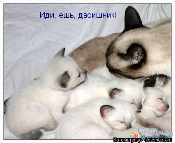 Котоматрица: Иди, ешь, двоишник!