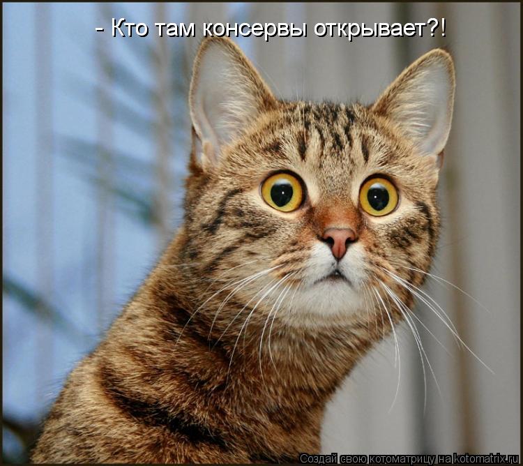 Котоматрица: - Кто там консервы открывает?! - Кто там консервы открывает?!