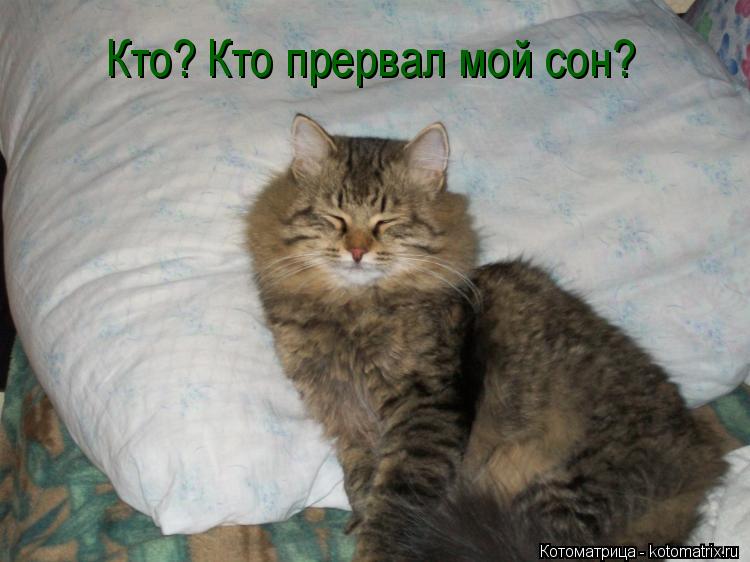 Котоматрица: Кто? Кто прервал мой сон?