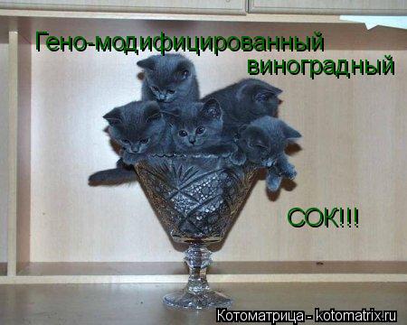 Котоматрица: Гено-модифицированный виноградный СОК!!!