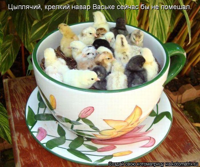 Котоматрица: Цыплячий, крепкий навар Ваське сейчас бы не помешал. Цыплячий, крепкий навар Ваське сейчас бы не помешал.