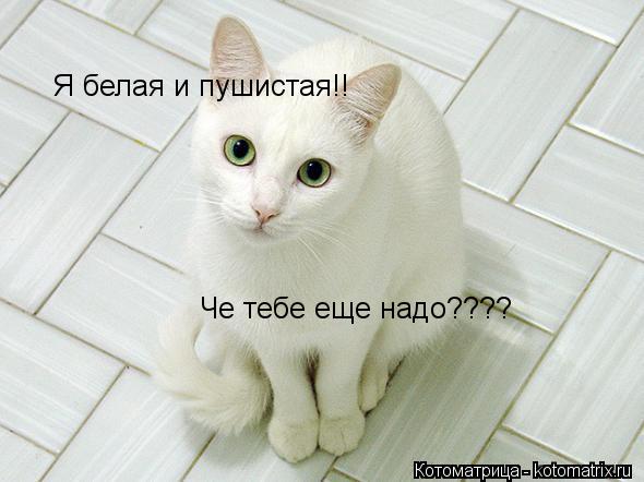Котоматрица: Я белая и пушистая!! Че тебе еще надо????