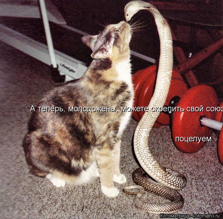 Котоматрица: А теперь, молодожены, можете скрепить свой союз поцелуем А теперь, молодожены, можете скрепить свой союз поцелуем поцелуем поцелуем