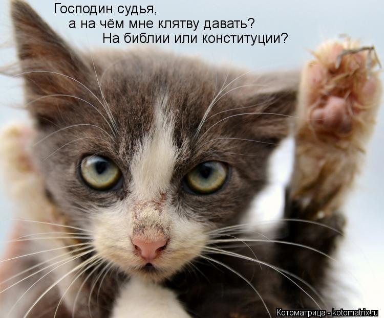 Котоматрица: Господин судья, а на чём мне клятву давать? На библии или конституции?