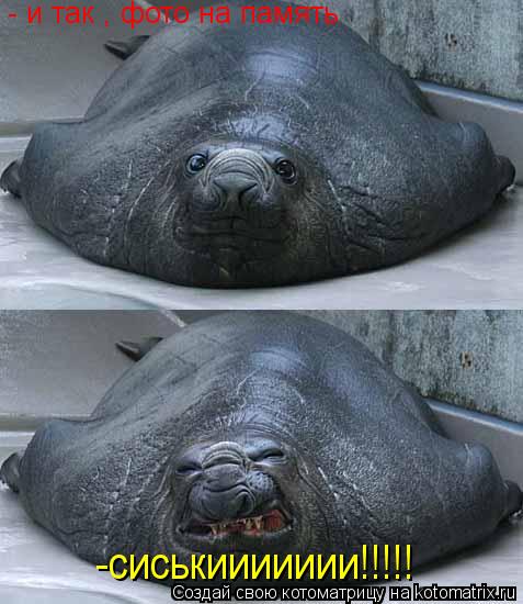 Котоматрица: - и так , фото на память  -сиськиииииии!!!!!