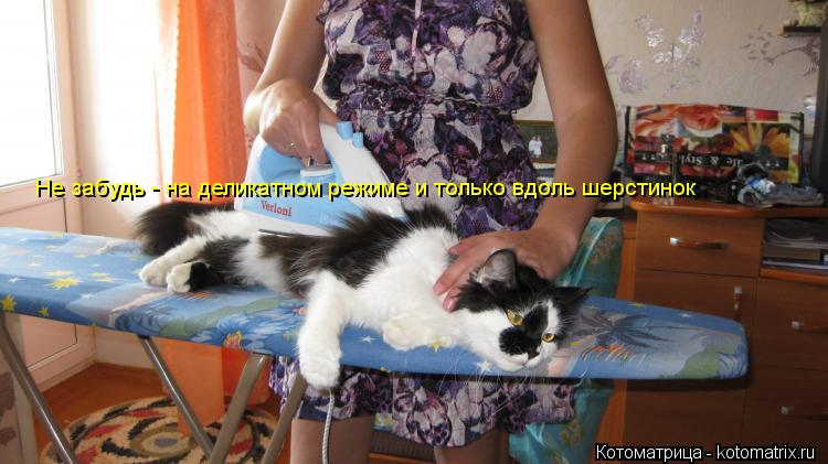 Не забудь - на деликатном режиме и только вдоль шерстинок... Котоматрица: Не забудь - на деликатном режиме и только вдоль шерстинок