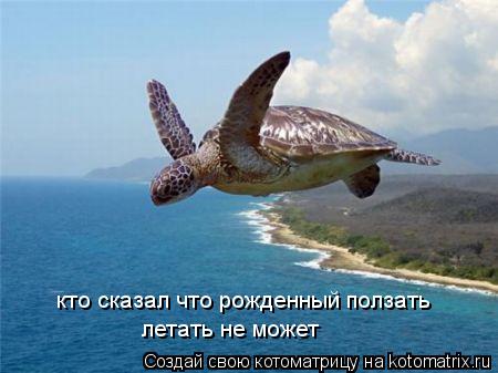 Котоматрица: кто сказал что рожденный ползать летать не может