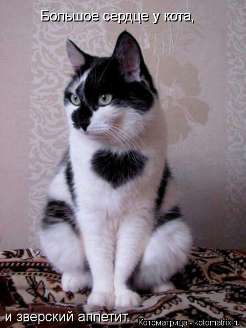Котоматрица: Большое сердце у кота, Большое сердце у кота, Большое сердце у кота, и зверский аппетит.