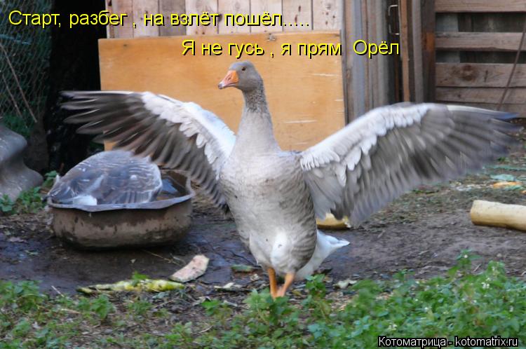 Котоматрица: Старт, разбег , на взлёт пошёл..... Я не гусь , я прям  Орёл