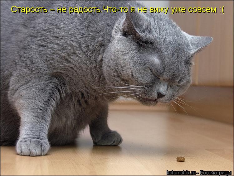 Котоматрица: Старость – не радость.Что-то я не вижу уже совсем :(