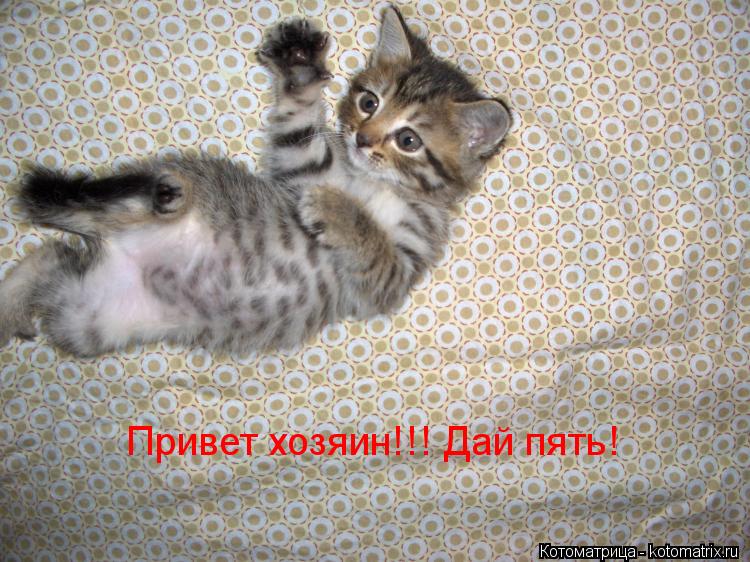 Котоматрица: Привет хозяин!!! Дай пять!