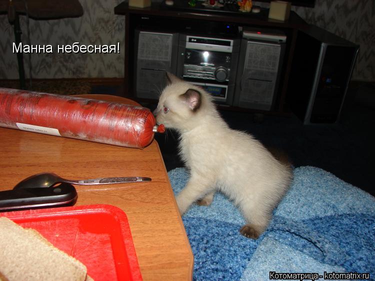 Котоматрица: Манна небесная!