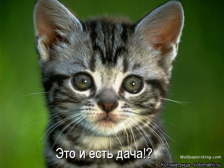 Котоматрица: Это и есть дача!?