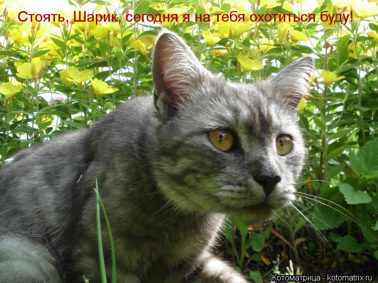 Котоматрица: Стоять, Шарик, сегодня я на тебя охотиться буду! Стоять, Шарик, сегодня я на тебя охотиться буду!