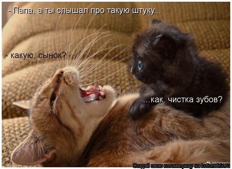 Котоматрица: - Папа, а ты слышал про такую штуку... - какую, сынок? ...как, чистка зубов?