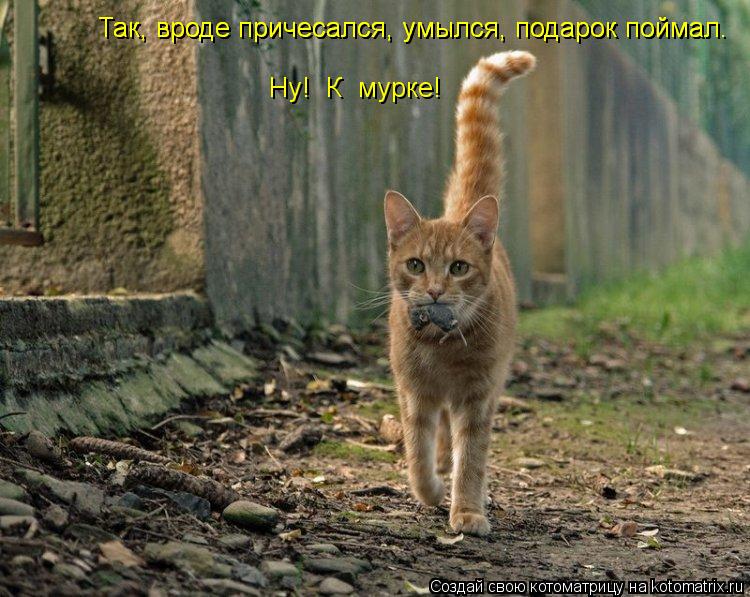 Котоматрица: Так, вроде причесался, умылся, подарок поймал. Так, вроде причесался, умылся, подарок поймал. Ну!  К  мурке!