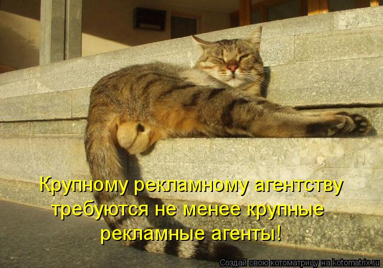 Котоматрица: Крупному рекламному агентству требуются не менее крупные рекламные агенты!