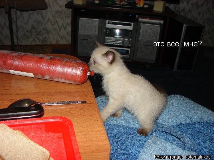 Котоматрица: это все  мне?