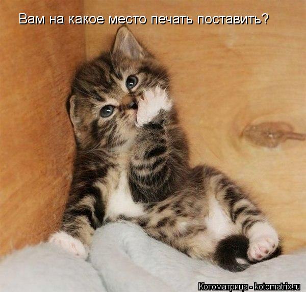 Вам на какое место печать поставить?... Котоматрица: Вам на какое место печать поставить?