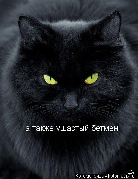 Котоматрица: а также ушастый бетмен