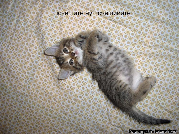 Котоматрица: почешите ну почешииите ,