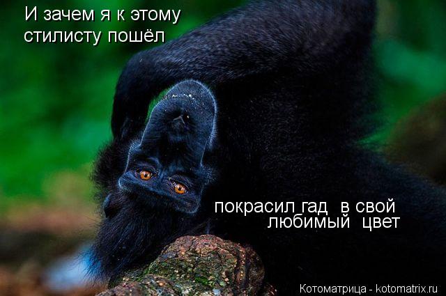 Котоматрица: И зачем я к этому стилисту пошёл покрасил гад  в свой  любимый  цвет