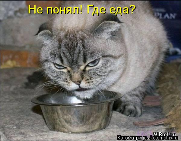 Котоматрица: Не понял! Где еда?