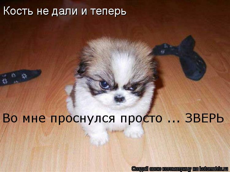 Котоматрица: Кость не дали и теперь Во мне проснулся просто ... ЗВЕРЬ