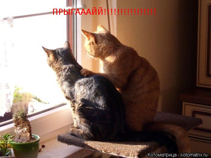 Котоматрица: ПРЫГАААЙЙ!!!!!!!!!!!!!!!!