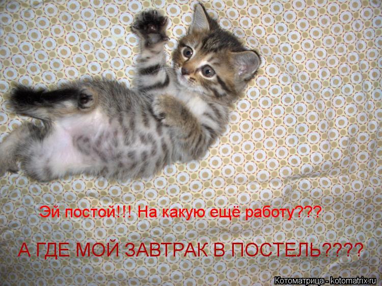 Котоматрица: Эй постой!!! На какую ещё работу??? А ГДЕ МОЙ ЗАВТРАК В ПОСТЕЛЬ????