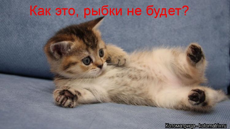 Котоматрица: Как это, рыбки не будет?