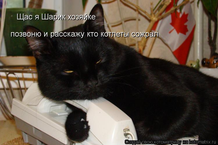 Котоматрица: Щас я Шарик хозяйке позвоню и расскажу кто котлеты сожрал