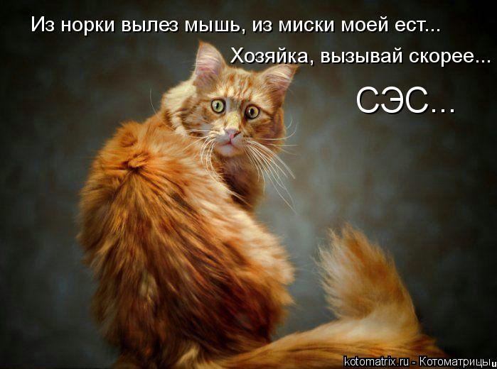 Котоматрица: Из норки вылез мышь, из миски моей ест... Хозяйка, вызывай скорее... СЭС...