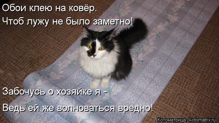 Обои клею на ковёр. Чтоб лужу не было заметно! Забочусь о хозяйке я - Ведь ей же волноваться вредно!... Котоматрица: Обои клею на ковёр. Чтоб лужу не было заметно! Забочусь о хозяйке я - Ведь ей же волноваться вредно!