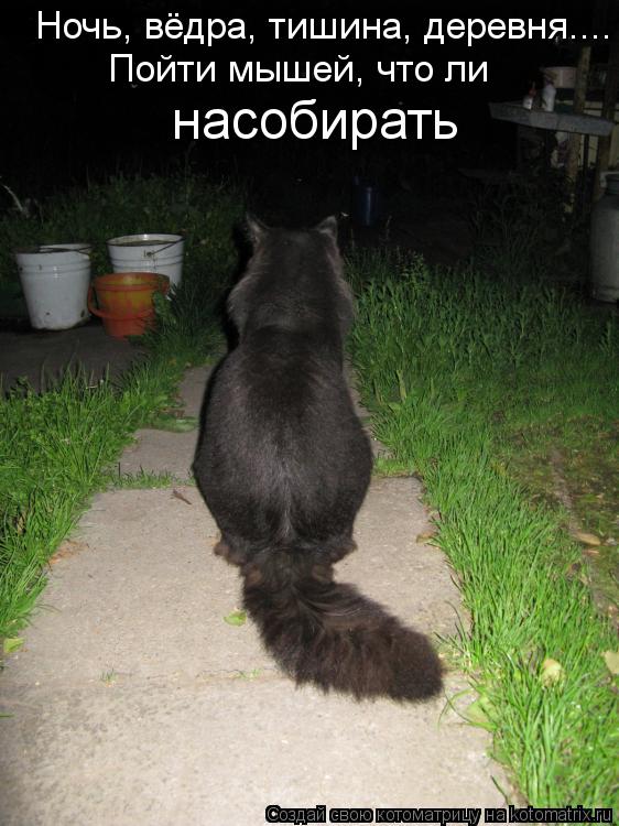 Котоматрица: Ночь, вёдра, тишина, деревня.... Пойти мышей, что ли насобирать