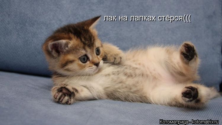 Котоматрица: лак на лапках стёрся(((