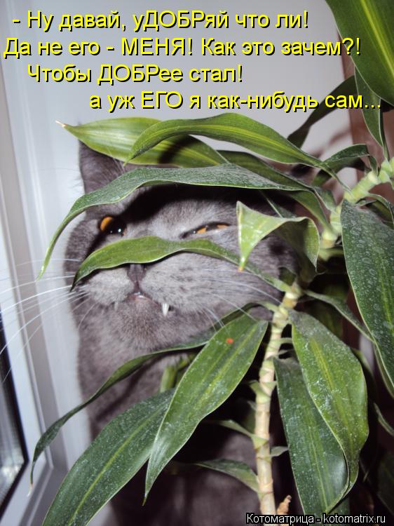 Котоматрица: - Ну давай, уДОБРяй что ли!  Да не его - МЕНЯ! Как это зачем?! Чтобы ДОБРее стал! а уж ЕГО я как-нибудь сам...